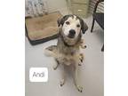 Andi Great Pyrenees Adult Female