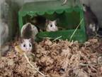 Adopt Babies A - J (African Soft Furred Rat/Mouse) a Rat