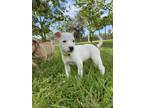SQUIRT Jack Russell Terrier Puppy Female