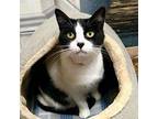 Patches American Shorthair Adult Female
