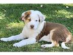 Moose Tracks Australian Shepherd Puppy Male