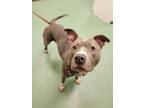 Adopt Alice a Pit Bull Terrier