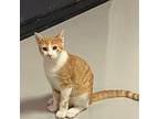 Trey Domestic Shorthair Kitten Male