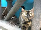 Impala Domestic Shorthair Adult Female