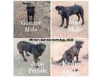 Adopt JUNO, GUNNER, MAX, KOBE a Black Mouth Cur, Labrador Retriever