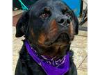 Adopt CHUCK a Rottweiler