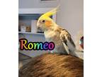 Adopt Romeo a Cockatiel