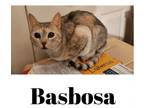 Adopt Basbosa a Egyptian Mau