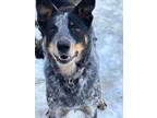 Adopt Harry a Australian Cattle Dog / Blue Heeler