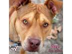 Adopt Ace a Staffordshire Bull Terrier
