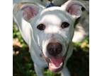 Adopt Snow IB* a White - with Tan, Yellow or Fawn Australian Cattle Dog / Mixed