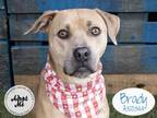 Adopt BRADY a Tan/Yellow/Fawn - with Black American Pit Bull Terrier / Mixed dog