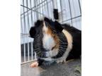 Adopt ROCKY ROAD a Brown or Chocolate Guinea Pig / Mixed small animal in San