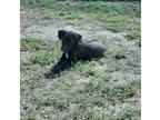 Adopt JOJO a Black - with White Labrador Retriever / Shar Pei / Mixed dog in