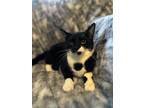 Adopt Dexter a Black & White or Tuxedo American Shorthair (short coat) cat in