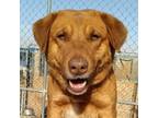 Adopt Beau a Golden Retriever / Mixed Breed (Medium) dog in Crosbyton