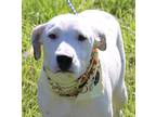 Adopt Ginny a White Australian Cattle Dog / Boxer / Mixed dog in Seattle