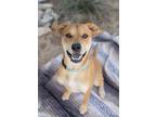 Adopt Franklin a Tan/Yellow/Fawn - with White Chow Chow / Pit Bull Terrier /
