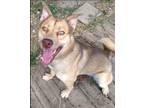 Adopt Timber a Tan/Yellow/Fawn - with White Husky / Mixed Breed (Large) / Mixed