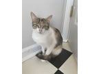 Adopt Petunia a Domestic Shorthair cat in Wake Forest, NC (36936411)