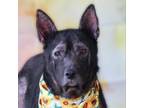 Adopt Mary Poppins JH a Black Shepherd (Unknown Type) / Shar Pei / Mixed dog in