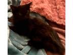 Adopt RICK a All Black Maine Coon (long coat) cat in Calimesa, CA (36938503)
