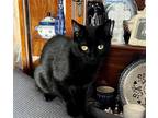 Adopt Flap Jack (In Foster) a Black (Mostly) Domestic Shorthair (short coat) cat