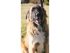 Adopt Jojo a Tricolor (Tan/Brown & Black & White) Golden Retriever / Belgian