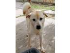 Adopt Shiba a Tan/Yellow/Fawn Chow Chow / Mixed dog in Brownsville