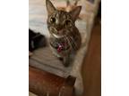 Adopt Tzimmes a Domestic Shorthair cat in Wake Forest, NC (36936396)