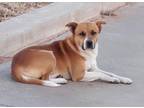 Adopt Rudy a Red/Golden/Orange/Chestnut - with White Terrier (Unknown Type