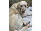 Adopt ADINA a Labrador Retriever / Mixed dog in Pembroke, GA (33969422)