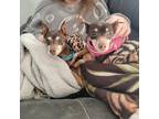 Adopt Baby and Peanut a Brown/Chocolate - with Tan Miniature Pinscher / Mixed