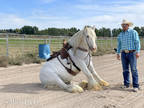 Gypsy Gelding Rides and Drives