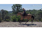 Fabulous Mr JOJA 16hh PURE RIDE QH GELDING, 7 YEARS OLD