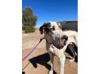 Adopt Tate a White Great Dane / Mixed dog in Dallas, TX (32686001)