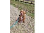 Adopt Chico a Tan/Yellow/Fawn - with White Pit Bull Terrier / Labrador Retriever