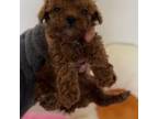 Red Toy poodle