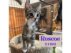 Roscoe - $55 Adoption Fee Domestic Shorthair Kitten Male