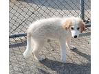 Kimmy Great Pyrenees Puppy Female