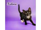 Fedora Domestic Shorthair Kitten Female