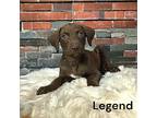 Legend Labrador Retriever Puppy Male