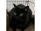 Tilly Domestic Shorthair Adult Female