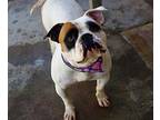 VAL American Bulldog Young Female