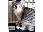 ROSIE Domestic Shorthair Kitten Female