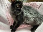 ONYX Domestic Longhair Kitten Female