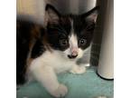 Winifred, Domestic Shorthair For Adoption In Lansing, Michigan