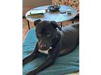 Adopt Colby a Pit Bull Terrier