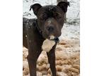 Adopt Ryder a Pit Bull Terrier, Mixed Breed