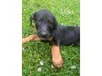 Adopt Milo a German Shepherd Dog, Mixed Breed